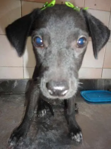 Cachorro ra a SRD idade 2 a 6 meses nome Cléo e Pretinha