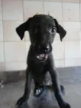 Cléo e Pretinha