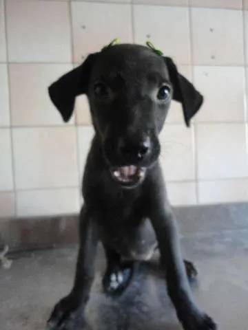 Cachorro ra a SRD idade 2 a 6 meses nome Cléo e Pretinha