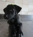 Cléo e Pretinha