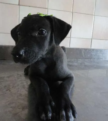 Cachorro ra a SRD idade 2 a 6 meses nome Cléo e Pretinha