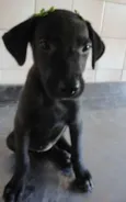 Cléo e Pretinha