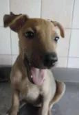 Cléo e Pretinha
