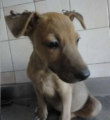 Cachorro ra a SRD idade 2 a 6 meses nome Cléo e Pretinha