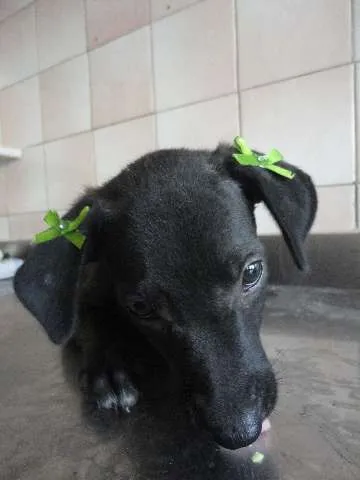 Cachorro ra a SRD idade 2 a 6 meses nome Cléo e Pretinha