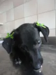 Cléo e Pretinha
