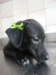 Cléo e Pretinha