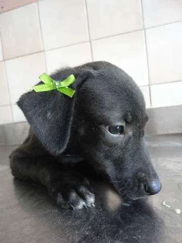 Cachorro ra a SRD idade 2 a 6 meses nome Cléo e Pretinha