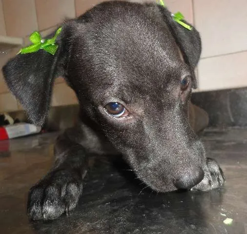 Cachorro ra a SRD idade 2 a 6 meses nome Cléo e Pretinha
