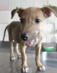 Cléo e Pretinha