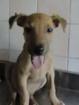 Cléo e Pretinha