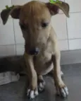 Cléo e Pretinha