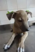 Cléo e Pretinha