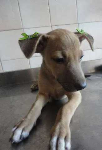 Cachorro ra a SRD idade 2 a 6 meses nome Cléo e Pretinha