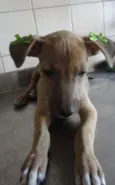 Cléo e Pretinha