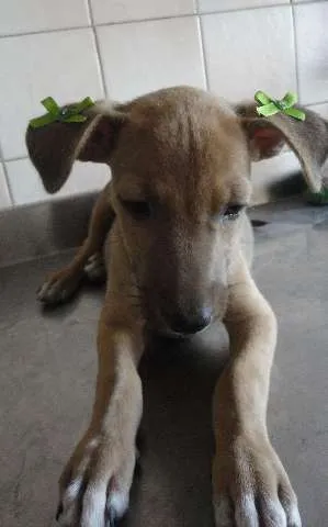 Cachorro ra a SRD idade 2 a 6 meses nome Cléo e Pretinha
