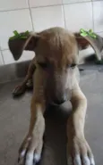 Cléo e Pretinha