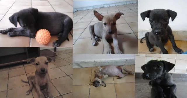 Cachorro ra a SRD idade 2 a 6 meses nome Cléo e Pretinha