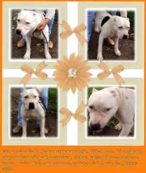 Cachorro raça Pittbull idade 2 anos nome pitt