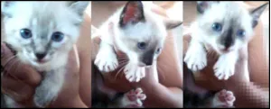 Gato raça Siamês idade Abaixo de 2 meses nome Lili, jack e Stiven