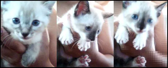 Gato ra a Siamês idade Abaixo de 2 meses nome Lili, jack e Stiven