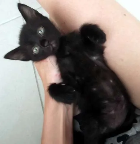 Gato ra a SRD idade Abaixo de 2 meses nome Lulu
