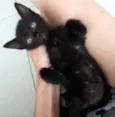 Lulu