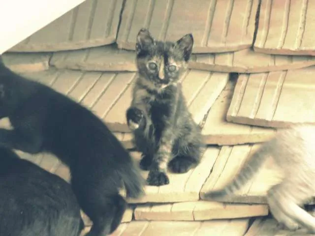 Gato ra a SRD idade Abaixo de 2 meses nome Lulu