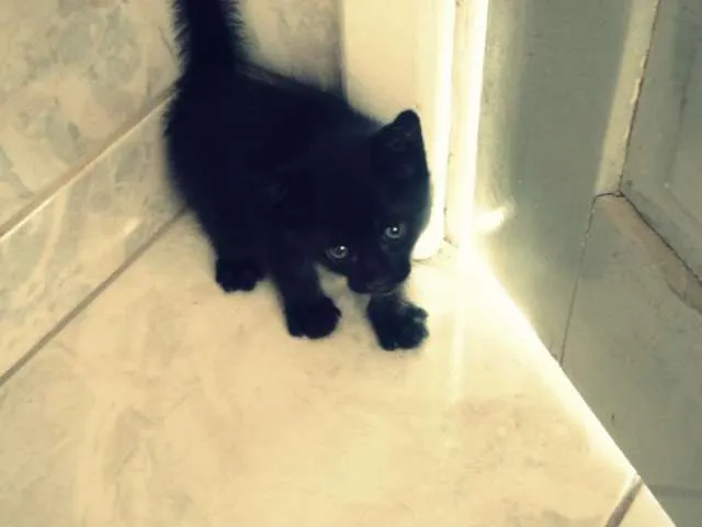 Gato ra a SRD idade Abaixo de 2 meses nome Lulu