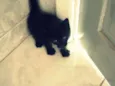 Lulu