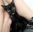 Lulu