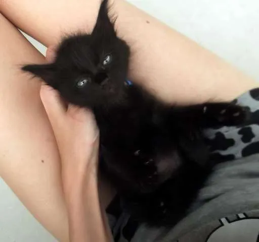 Gato ra a SRD idade Abaixo de 2 meses nome Lulu