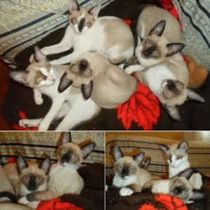 Gato raça Siamês idade 2 a 6 meses nome Vários