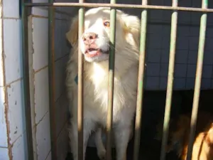 Cachorro raça Golden idade 1 ano nome Carteiro