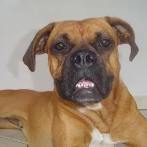 Cachorro raça Boxer idade 1 ano nome Sem nome