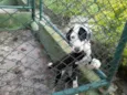Pipoca