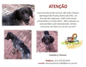 Cachorro raça SRD idade 1 ano nome SEM NOME