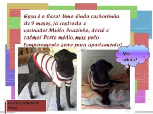Cachorro raça Srd idade 1 ano nome Cora
