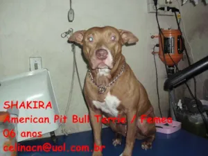 Cachorro raça Pit-Bull idade 6 ou mais anos nome Shaquira