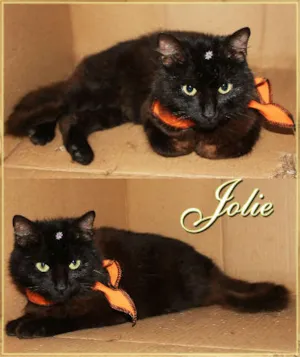 Gato raça SRD idade 2 a 6 meses nome Jolie