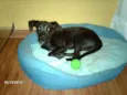 Puca