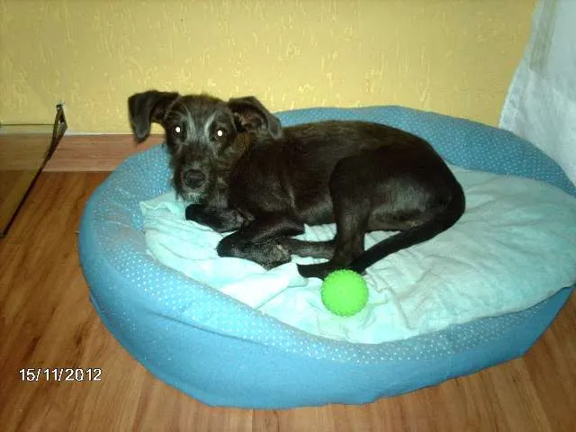 Cachorro raça Indefinida idade 2 a 6 meses nome Puca