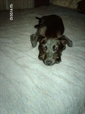 Cachorro raça Indefinida idade 2 a 6 meses nome Puca