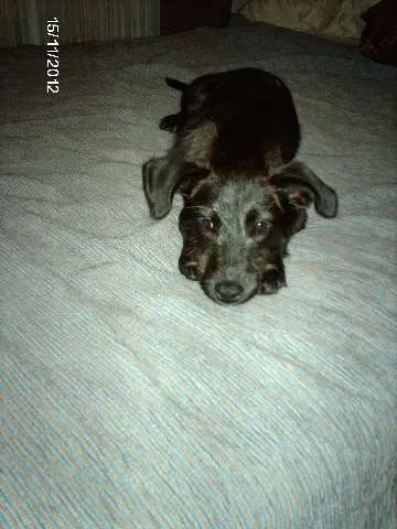 Cachorro raça Indefinida idade 2 a 6 meses nome Puca