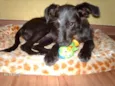 Puca