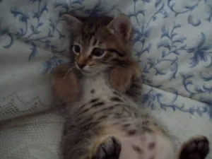 Gato raça SRD idade Abaixo de 2 meses nome sem nome ainda