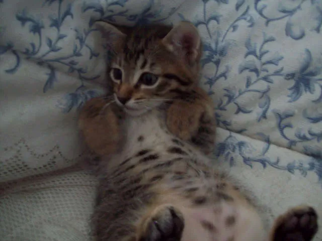 Gato ra a SRD idade Abaixo de 2 meses nome sem nome ainda