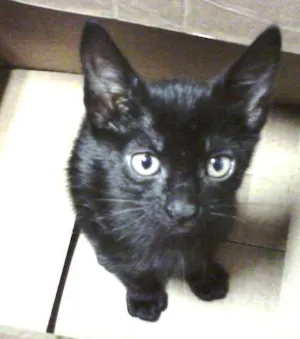 Gato raça SRD idade Abaixo de 2 meses nome Melissa