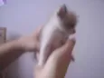 Nina e Lola