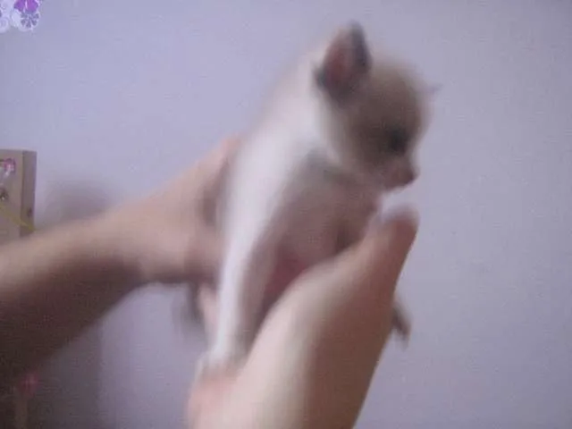 Gato ra a Siamês idade 2 a 6 meses nome Nina e Lola